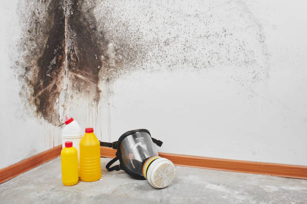 Mold Removal Process in Santa Clara, UT