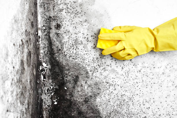 Best Home Mold Removal  in Santa Clara, UT