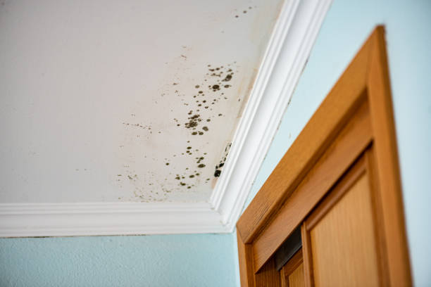 Mold Removal and Inspection in Santa Clara, UT