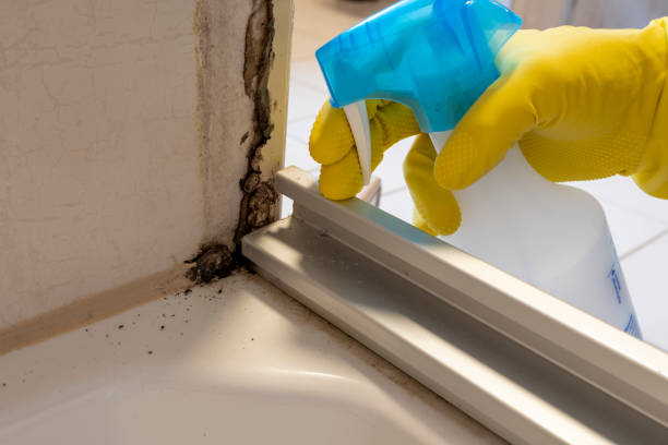 Professional Mold Removal in Santa Clara, UT