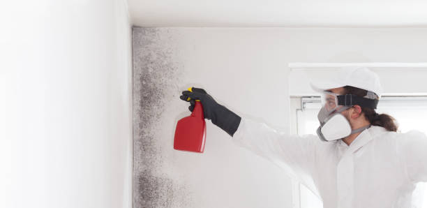 Best Mold Remediation  in Santa Clara, UT