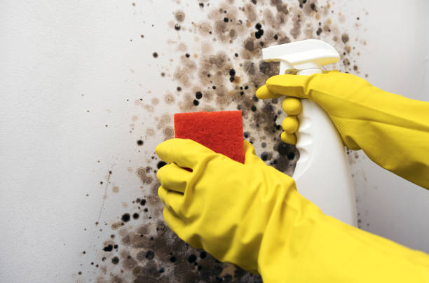 Best Mold Damage Repair  in Santa Clara, UT