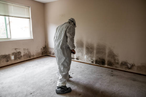 Best Office Mold Removal Services  in Santa Clara, UT