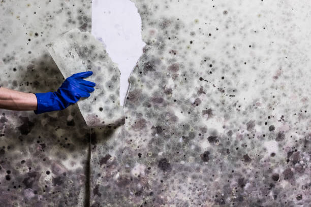 Mold Testing and Removal in Santa Clara, UT